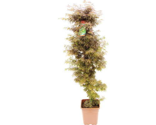 Fächerahorn Acer palmatum 'Jerre Schwartz' H 130-140 cm Co 14 L