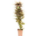 Fächerahorn Acer palmatum 'Jerre Schwartz' H 130-140 cm Co 14 L