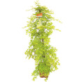 Fächerahorn Acer palmatum 'Katsura' H 130-140 Co 14 L
