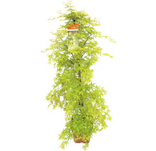Fächerahorn Acer palmatum 'Katsura' H 130-140 Co 14 L-thumb-1