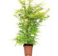 Fächerahorn Acer palmatum 'Katsura' H 100-125 cm Co 14 L viereckig