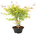Fächerahorn Acer palmatum 'Katsura' H 25-30 Schale 23 cm