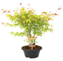 Fächerahorn Acer palmatum 'Katsura' H 25-30 Schale 23 cm-thumb-1