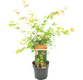 Fächerahorn Acer palmatum 'Katsura' H 50-60 cm Co 3 L