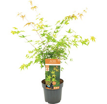 Fächerahorn Acer palmatum 'Katsura' H 50-60 cm Co 3 L-thumb-2