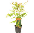 Fächerahorn Acer palmatum 'Katsura' H 50-60 cm Co 3 L