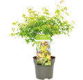 Zwerg-Fächerahorn Acer palmatum 'Little Princess' Halbstamm 40 cm Co 3 L