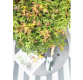 Zwerg-Fächerahorn Acer palmatum 'Little Princess' H 35-40 cm Co 3 L