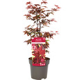 Zwerg-Fächerahorn Acer palmatum 'Little red' H 100-125 cm Co 14 L viereckig