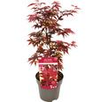 Zwerg-Fächerahorn Acer palmatum 'Little red' H 100-125 cm Co 14 L viereckig