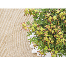 Zwerg-Fächerahorn Acer palmatum 'Little Princess' H 25-30 cm Schale 23 cm-thumb-0
