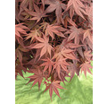 Zwerg-Fächerahorn Acer palmatum 'Livy' H 40-50 cm Co 3 L