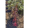 Zwerg-Fächerahorn Acer palmatum 'Nimura Princess' Halbstamm 40 cm Co 3 L
