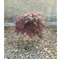 Zwerg-Fächerahorn Acer palmatum 'Nimura Princess' Halbstamm 40 cm Co 3 L