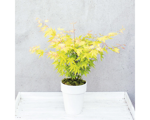 Fächerahorn orange Acer palmatum 'Orange Dream' H 30-40 cm T15