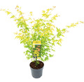 Fächerahorn orange Acer palmatum 'Orange Dream' H 60-80 cm Co 6,5 L