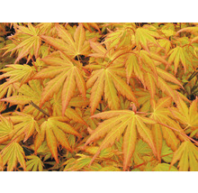 Fächerahorn orange Acer palmatum 'Orange Dream' H 50-60 cm Co 3 L-thumb-0