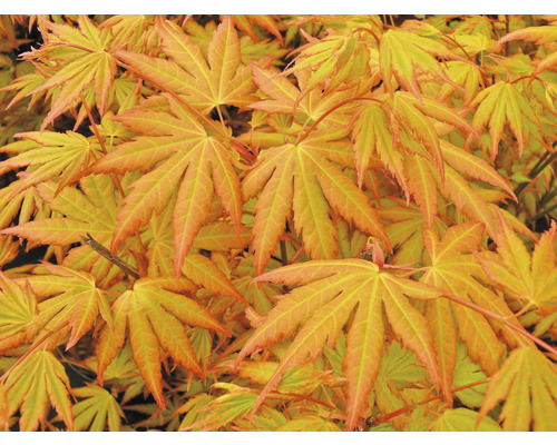 Fächerahorn orange Acer palmatum 'Orange Dream' H 50-60 cm Co 3 L-0