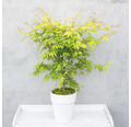 Fächerahorn orange Acer palmatum 'Orange Dream' H 50-60 cm Co 3 L