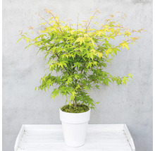 Fächerahorn orange Acer palmatum 'Orange Dream' H 50-60 cm Co 3 L-thumb-10
