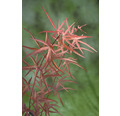 Japanischer Zwergahorn Acer palmatum 'Peve Dave' H 40-50 cm Co 3 L