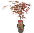 Japanischer Zwergahorn Acer palmatum 'Peve Dave' H 40-50 cm Co 3 L