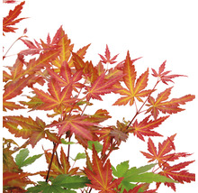 Roter Fächerahorn Acer palmatum 'Redwine' H 40-50 cm Co 3 L-thumb-0