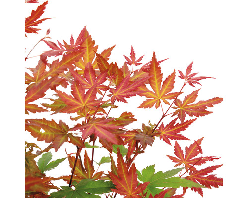 Roter Fächerahorn Acer palmatum 'Redwine' H 40-50 cm Co 3 L