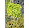 Hängender Fächerahorn Acer palmatum 'Ryusen' Halbstamm 40 cm Co 10 L