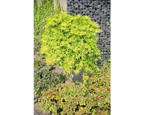 Hängender Fächerahorn Acer palmatum 'Ryusen' Halbstamm 40 cm Co 10 L