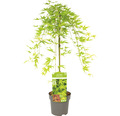 Hängender Fächerahorn Acer palmatum 'Ryusen' Halbstamm 40 cm Co 3 L