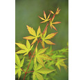 Fächerahorn Acer palmatum 'Sangokaku Winter Jewel' H 50-60 cm Co 3 L