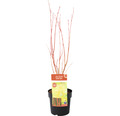 Fächerahorn Acer palmatum 'Sangokaku Winter Jewel' H 50-60 cm Co 3 L