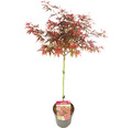 Fächerahorn Acer palmatum 'Shaina' Halbstamm 40 cm Co 3 L