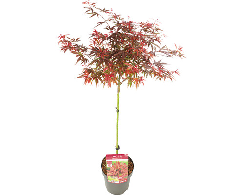 Fächerahorn Acer palmatum 'Shaina' Halbstamm 40 cm Co 3 L