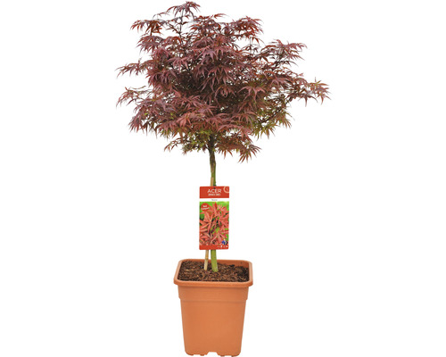Fächerahorn Acer palmatum 'Shaina' Halbstamm 40 cm Co 14 L viereckig-0