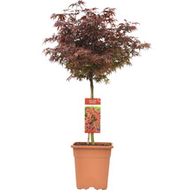 Fächerahorn Acer palmatum 'Shaina' Halbstamm 40 cm Co 14 L viereckig-thumb-1