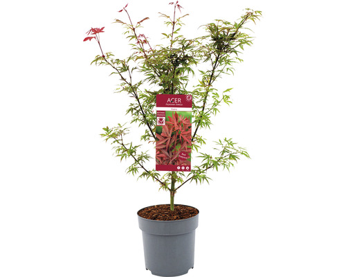 Fächerahorn Acer palmatum 'Shaina' H 60-80 cm Co 6,5 L