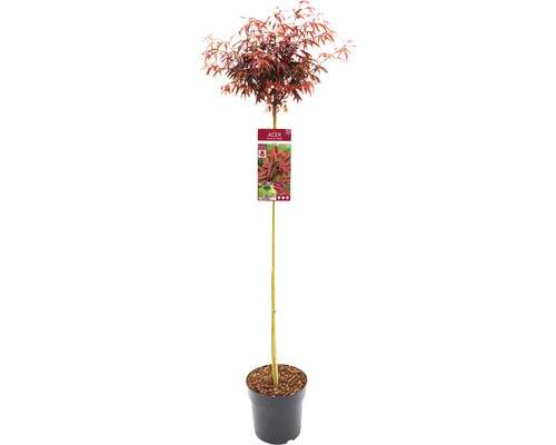 Fächerahorn Acer palmatum 'Shaina' Halbstamm 90 cm Co 6,5 L