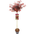 Fächerahorn Acer palmatum 'Shaina' Halbstamm 90 cm Co 6,5 L