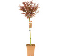 Fächerahorn Acer palmatum 'Shaina' Halbstamm 90 cm Co 18 L viereckig