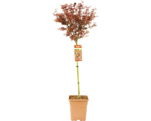 Fächerahorn Acer palmatum 'Shaina' Halbstamm 90 cm Co 18 L viereckig