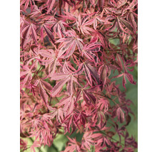 Panaschierter Fächerahorn Acer palmatum 'Shirazz' H 50-60 cm Co 3 L-thumb-0