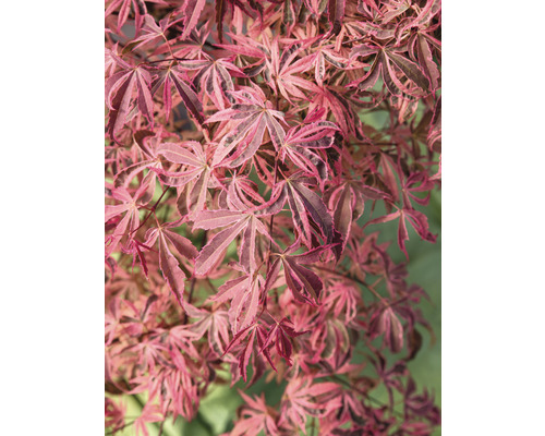 Panaschierter Fächerahorn Acer palmatum 'Shirazz' H 50-60 cm Co 3 L