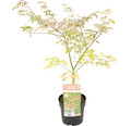 Panaschierter Fächerahorn Acer palmatum 'Shirazz' H 50-60 cm Co 3 L