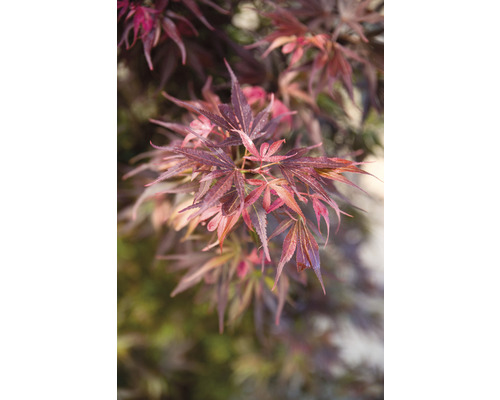 Fächerahorn Acer palmatum 'Skeeter Broom' H 50-60 cm Co 3 L