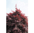 Fächerahorn Acer palmatum 'Sumi Nagashi' H 50-60 cm Co 3 L
