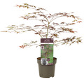 Fächerahorn Acer palmatum 'Sumi Nagashi' H 50-60 cm Co 3 L