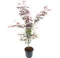 Fächerahorn Acer palmatum 'Sumi Nagashi' H 60-80 Co 6,5 L