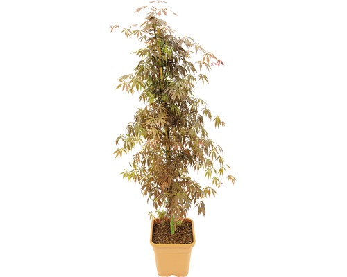 Fächerahorn Acer palmatum 'Sumi Nagashi' H 130-140 cm Co 14 L-0